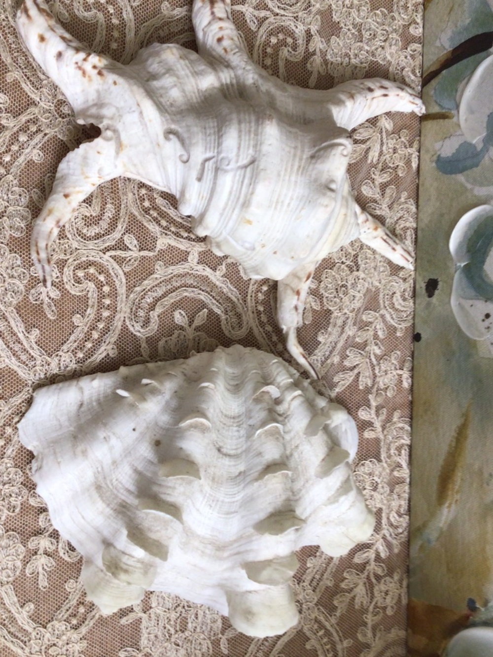 Natural Spider Conch Shell and Fluted Giant Clam Shell Beach Cottage Decor